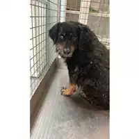Foto dell\'animale cane - Matr. 2023/1988 - Microchip 380260042546028