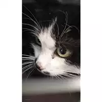 Foto dell\'animale gatto - Matr. 2023/1989 - Microchip 380260044930277