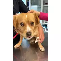 Foto dell\'animale cane - Matr. 2023/1995 - Microchip 380260044929619