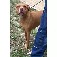 Foto dell\'animale cane - Matr. 2023/1996 - Microchip 380260044730980