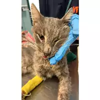 Foto dell\'animale gatto - Matr. 2023/1997 - Microchip 380260044931861