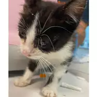 Foto dell\'animale gatto - Matr. 2023/1999 - Microchip 380260044932002