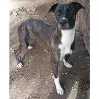 Foto dell\'animale cane - Matr. 2023/1578 - Microchip 380260045071867