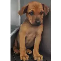 Foto dell\'animale cane - Matr. 2017/1355 - Microchip 380260043310363