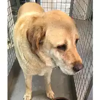Foto dell\'animale cane - Matr. 2021/0014 - Microchip 380260040133743