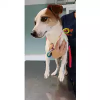 Foto dell\'animale cane - Matr. 2023/1406 - Microchip 380260102467302