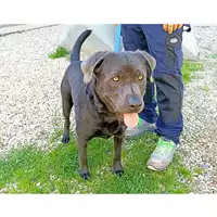 Foto dell\'animale cane - Matr. 2022/0257 - Microchip 380260101460333