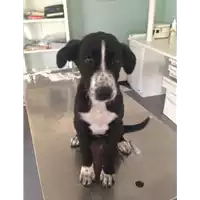 Foto dell\'animale cane - Matr. 2017/1352 - Microchip 380260043309433