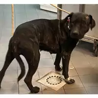 Foto dell\'animale cane - Matr. 2023/2011 - Microchip 380260044926426
