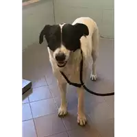 Foto dell\'animale cane - Matr. 2022/1797 - Microchip 380260044732530