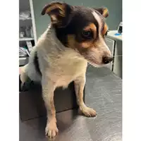 Foto dell\'animale cane - Matr. 2023/2013 - Microchip 380260002840053