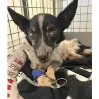 Foto dell\'animale cane - Matr. 2023/2018 - Microchip 380260044932361