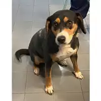 cane - Matr. 2023/2017 - Microchip 380260044926407