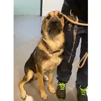 Foto dell\'animale cane - Matr. 2023/2020 - Microchip 380260044929995