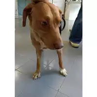 Foto dell\'animale cane - Matr. 2022/0122 - Microchip 380260044437670