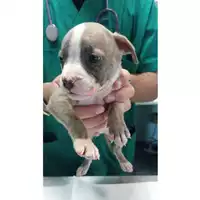 Foto dell\'animale cane - Matr. 2023/2022 - Microchip 380260044929843