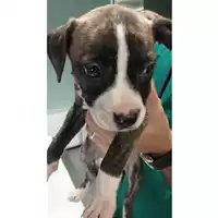 Foto dell\'animale cane - Matr. 2023/2023 - Microchip 380260044926750