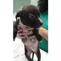 Foto dell\'animale cane - Matr. 2023/2030 - Microchip 380260044926592