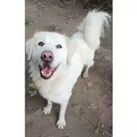 Foto dell\'animale cane - Matr. 2023/1484 - Microchip 380260045071720