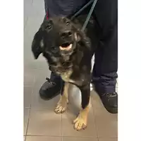 Foto dell\'animale cane - Matr. 2023/2037 - Microchip 380260044931595
