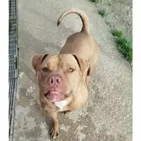 Foto dell\'animale cane - Matr. 2023/2039 - Microchip 380260102217875