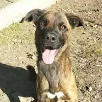 Foto dell\'animale cane - Matr. 2023/0569 - Microchip 380260044750974