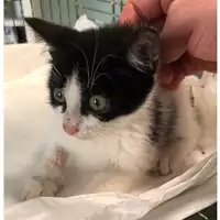 Foto dell\'animale gatto - Matr. 2023/2040 - Microchip 380260044732853