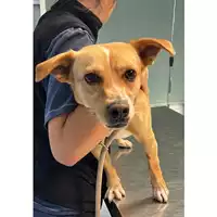Foto dell\'animale cane - Matr. 2023/2045 - Microchip 380260044732732