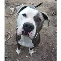 Foto dell\'animale cane - Matr. 2022/2230 - Microchip 380260044750179