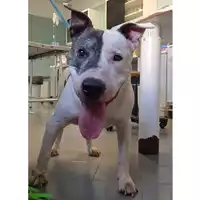 Foto dell\'animale cane - Matr. 2023/1387 - Microchip 380260045012564