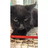 Foto dell\'animale gatto - Matr. 2023/2049 - Microchip 380260044732548