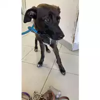 Foto dell\'animale cane - Matr. 2022/0969 - Microchip 380260044550005