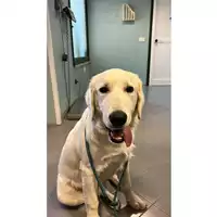 Foto dell\'animale cane - Matr. 2023/0904 - Microchip 380260044730259