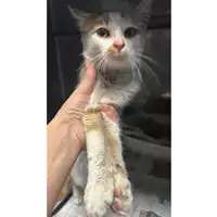 Foto dell\'animale gatto - Matr. 2023/2057 - Microchip 380260045071811