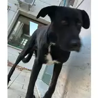 Foto dell\'animale cane - Matr. 2023/2068 - Microchip 380260044913761