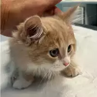 Foto dell\'animale gatto - Matr. 2023/2069 - Microchip 380260044926557