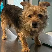 Foto dell\'animale cane - Matr. 2023/2070 - Microchip 380260044929994
