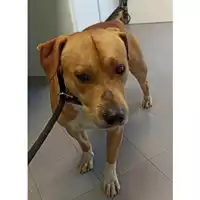 Foto dell\'animale cane - Matr. 2023/0869 - Microchip 380260044750494