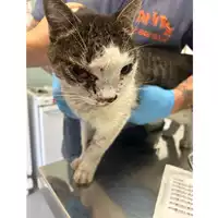 Foto dell\'animale gatto - Matr. 2023/2074 - Microchip 380260045072104