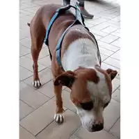 Foto dell\'animale cane - Matr. 2023/2075 - Microchip 380260102018551