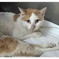Foto dell\'animale gatto - Matr. 2023/2076 - Microchip 380260044733021