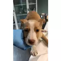 Foto dell\'animale cane - Matr. 2023/2077 - Microchip 380260044733043