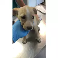 Foto dell\'animale cane - Matr. 2023/2078 - Microchip 380260044732490