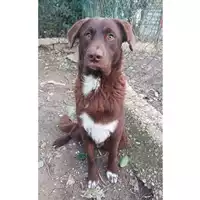 Foto dell\'animale cane - Matr. 2023/1858 - Microchip 380260045012918