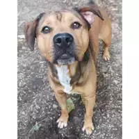 Foto dell\'animale cane - Matr. 2023/1790 - Microchip 380260045015894