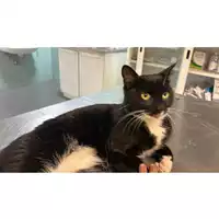 Foto dell\'animale gatto - Matr. 2023/2082 - Microchip 380260044732393