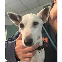 Foto dell\'animale cane - Matr. 2023/2086 - Microchip 380260170218007