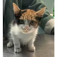 Foto dell\'animale gatto - Matr. 2023/2088 - Microchip 380260044732578