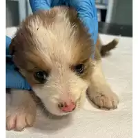 Foto dell\'animale cane - Matr. 2023/2091 - Microchip 380260044732367