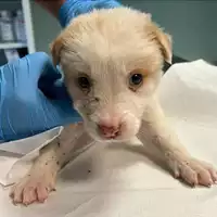 Foto dell\'animale cane - Matr. 2023/2089 - Microchip 380260044733173